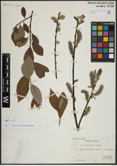 Foto von Salix atrocinerea Brot. x Salix caprea L.